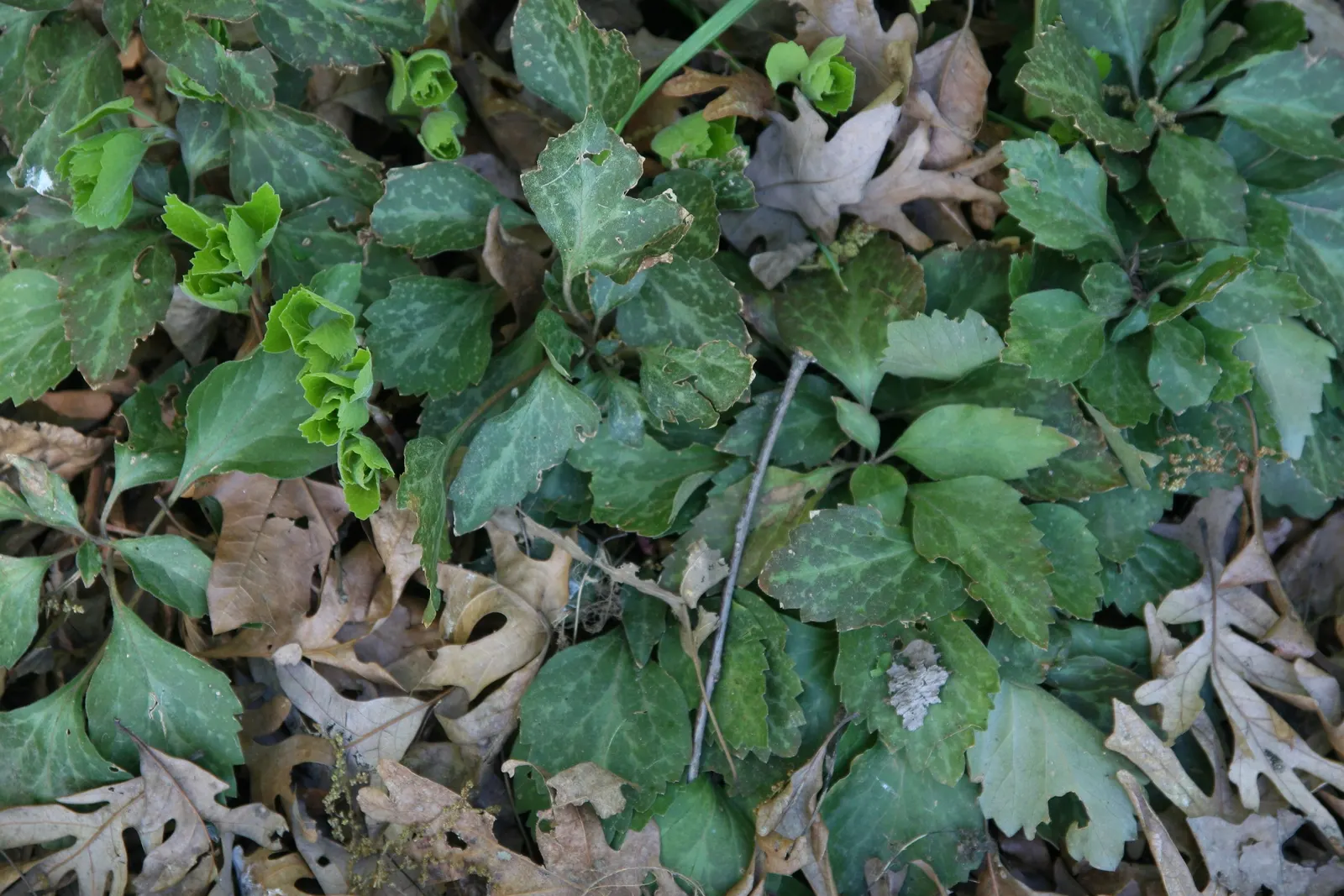 Allegheny Spurge (Pachysandra Procumbens) — <br><br>Native to the southeastern United States