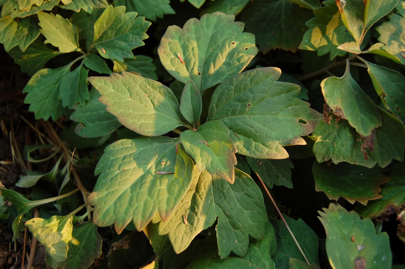 Allegheny Spurge (Pachysandra Procumbens) — It is best planted under deciduous trees