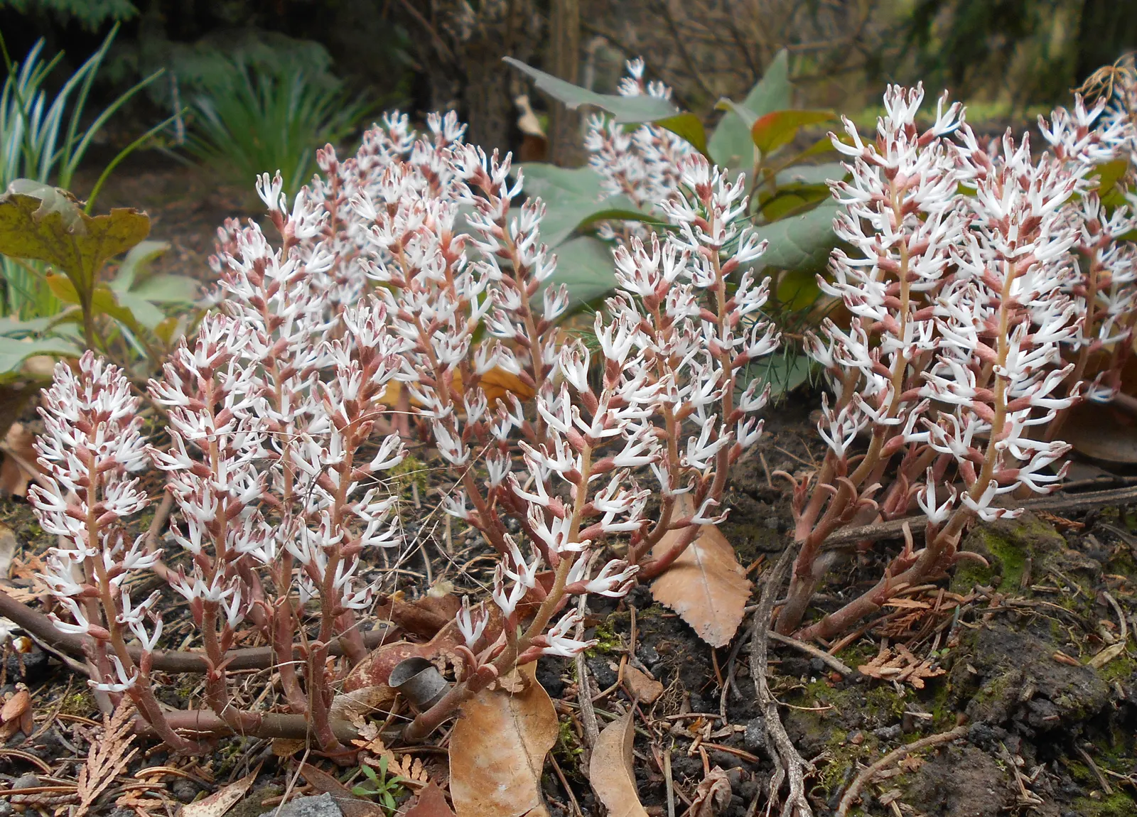 Allegheny Spurge (Pachysandra Procumbens) — yet fragrant white flowers that make a delightful contrast against the darker foliage