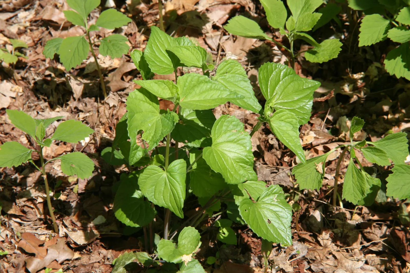 Allegheny Spurge (Pachysandra Procumbens) — is a robust native groundcover ideal for adding lush texture to a shaded garden area, image 39