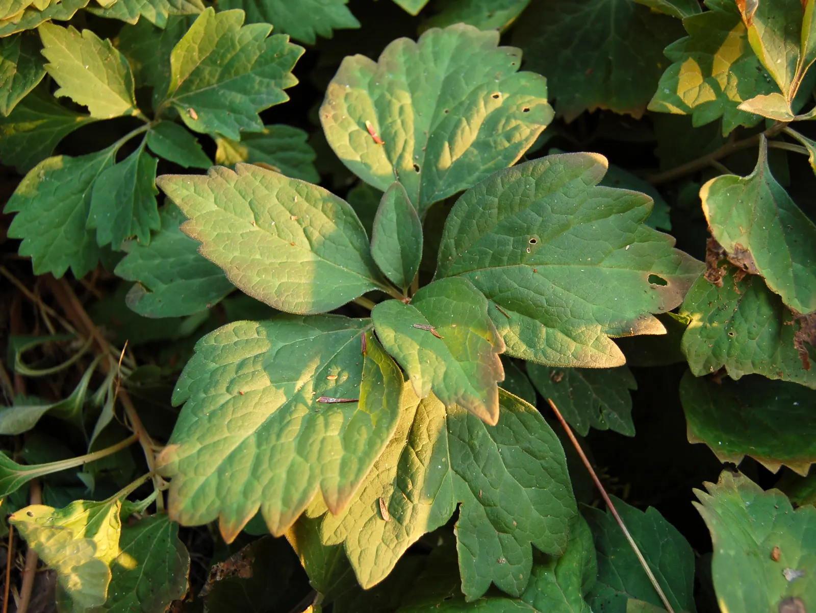 Allegheny Spurge (Pachysandra Procumbens) — is a robust native groundcover ideal for adding lush texture to a shaded garden area