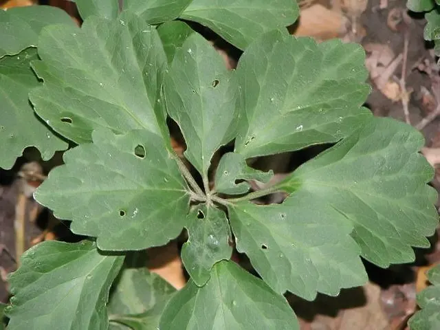 Allegheny Spurge (Pachysandra Procumbens) — Allegheny Spurge is perfect for landscapers and gardeners seeking a low-maintenance option