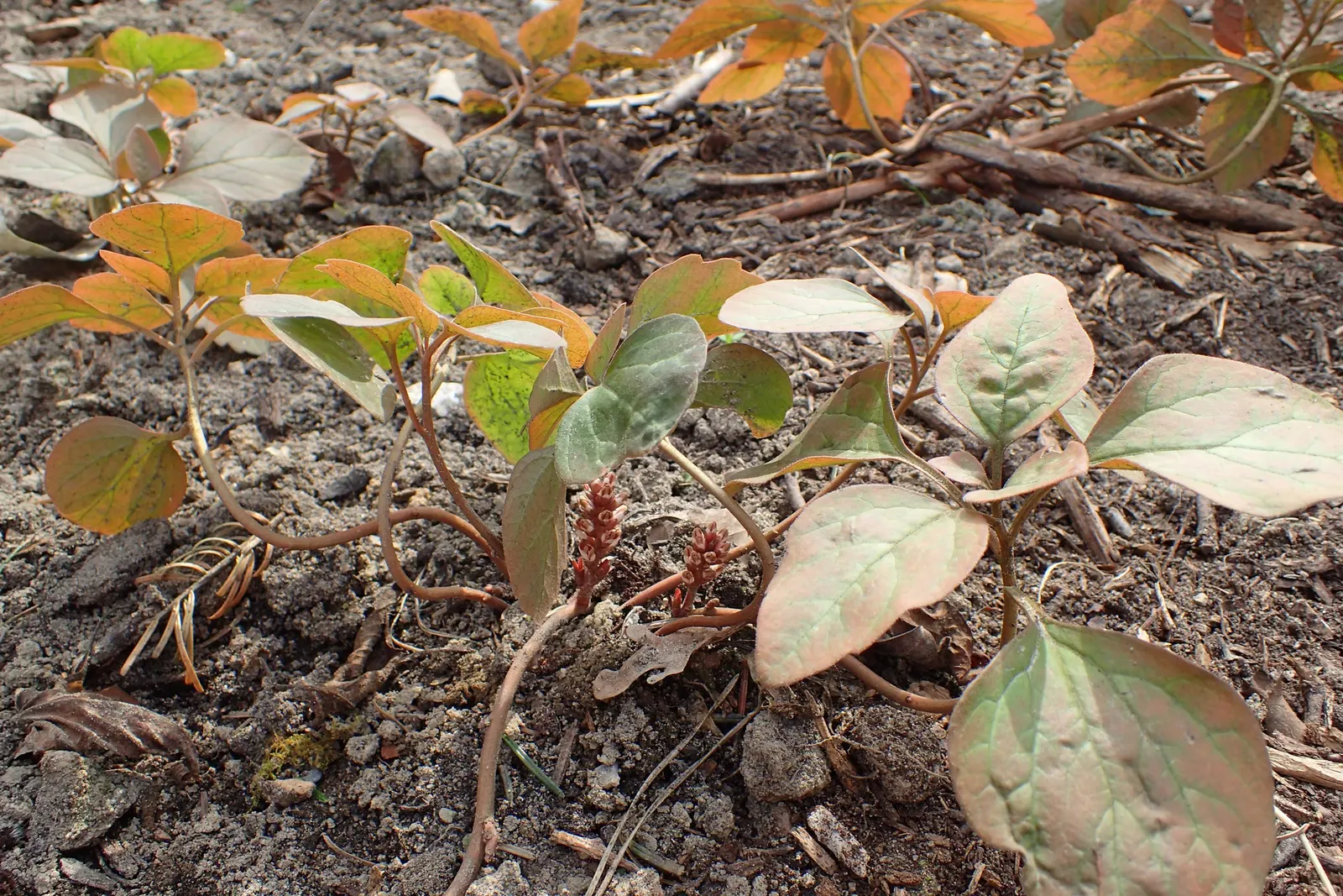 Allegheny Spurge (Pachysandra Procumbens) — This low-maintenance plant boasts mottled leaves and fragrant white flowers in spring