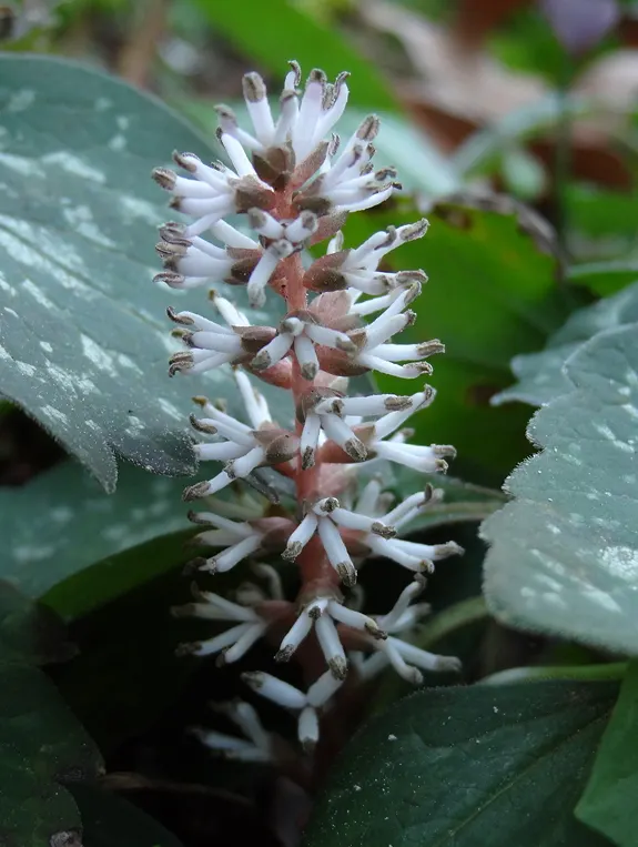 Allegheny Spurge (Pachysandra Procumbens) — This plant prefers well-drained
