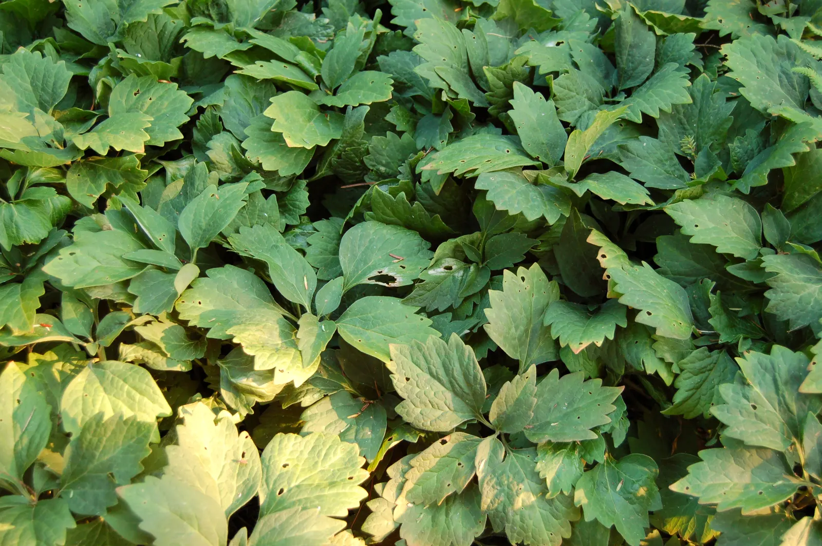 Allegheny Spurge (Pachysandra Procumbens) — Thriving in partial to full shade, it spans up to 12 inches tall, with a spread of 18 to 24 inches