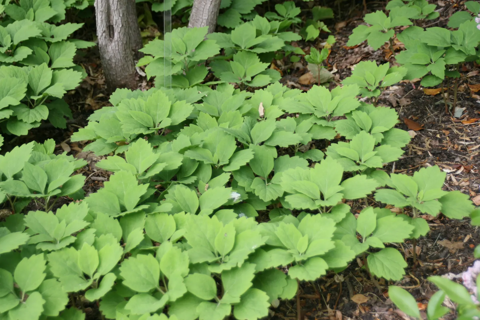 Allegheny Spurge (Pachysandra Procumbens) — ground cover for deep shade or half or shade