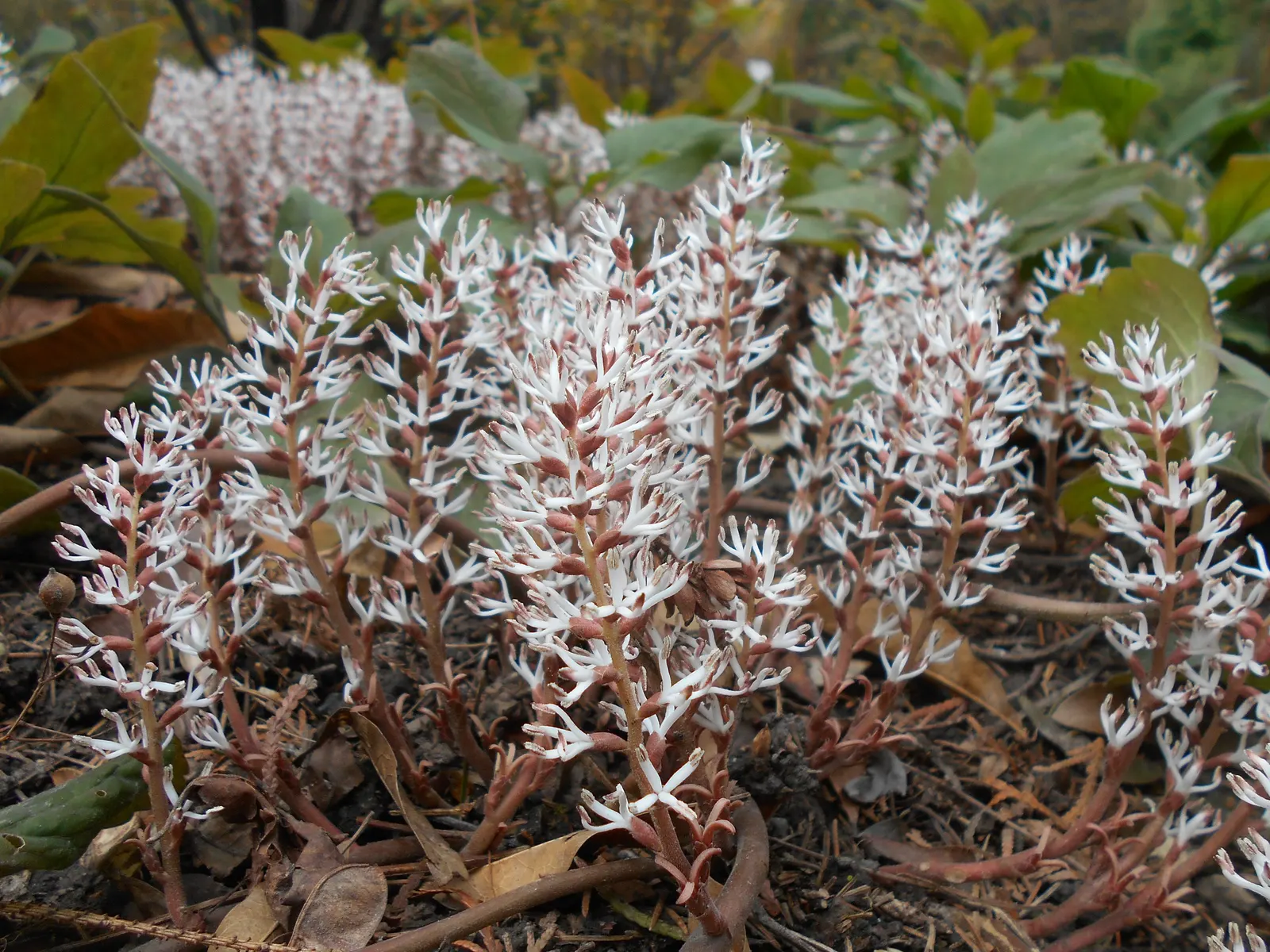 Allegheny Spurge (Pachysandra Procumbens) — Allegheny Spurge (Pachysandra procumbens) is an evergreen groundcover native to the Southeastern US