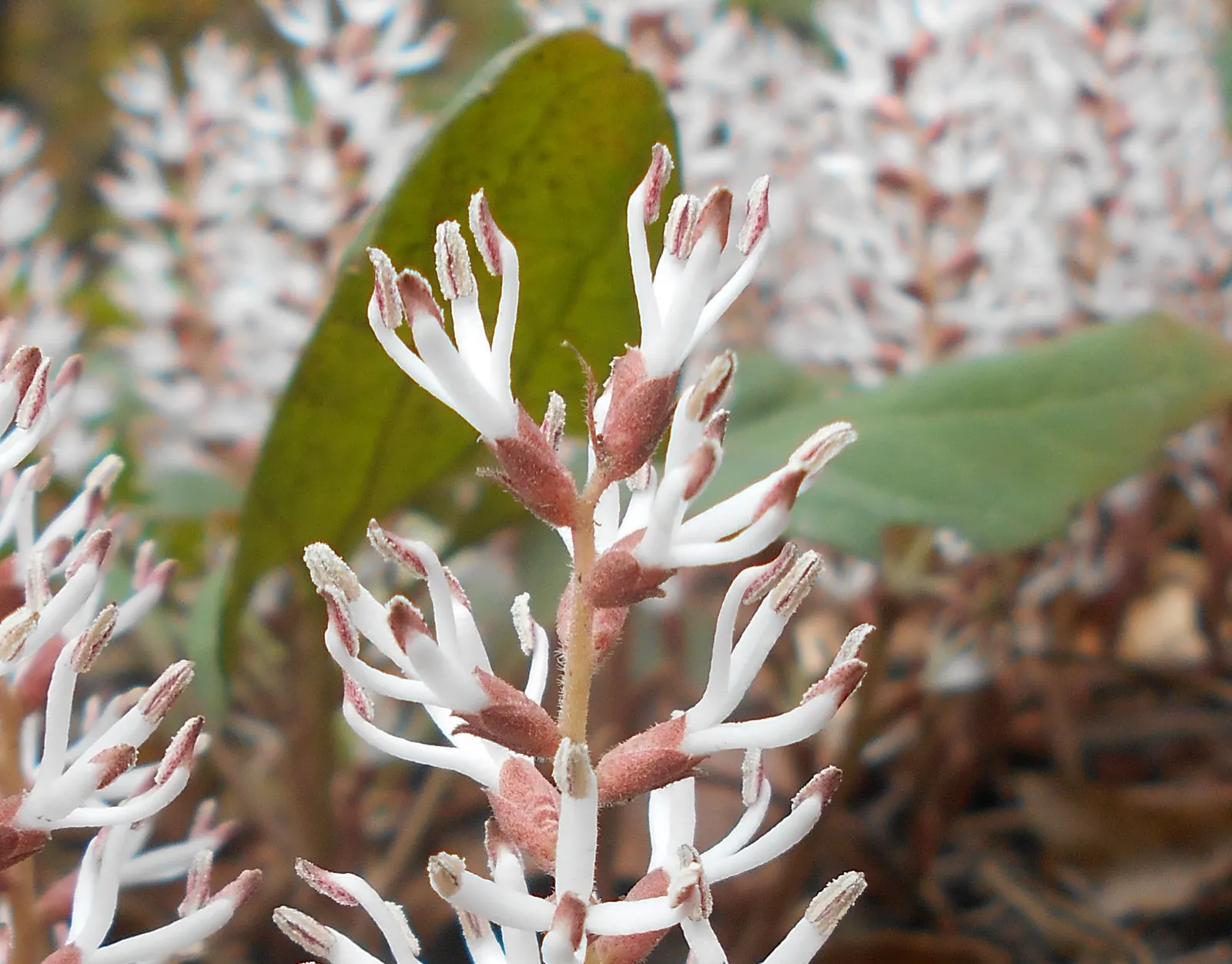 Allegheny Spurge (Pachysandra Procumbens) — white flowers in the garden