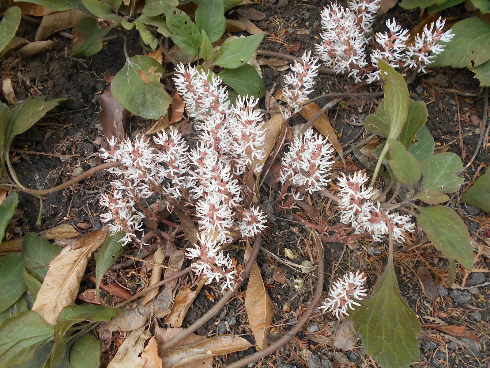 Allegheny Spurge (Pachysandra Procumbens) — forms an elegant carpet of rich