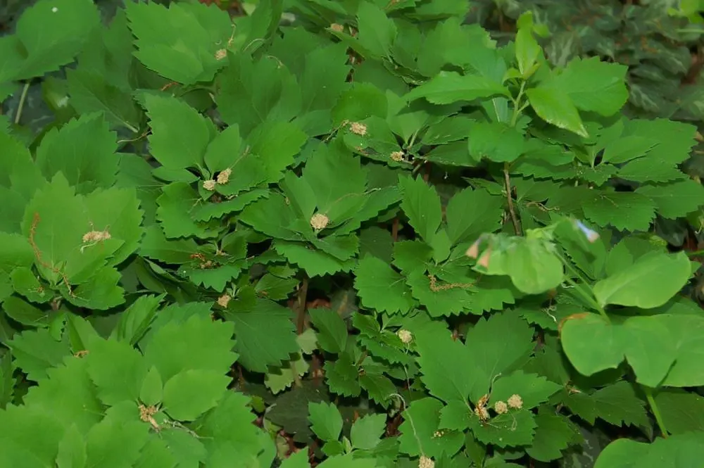 Allegheny Spurge (Pachysandra Procumbens) — This groundcover spreads by rhizomes to form dense patches