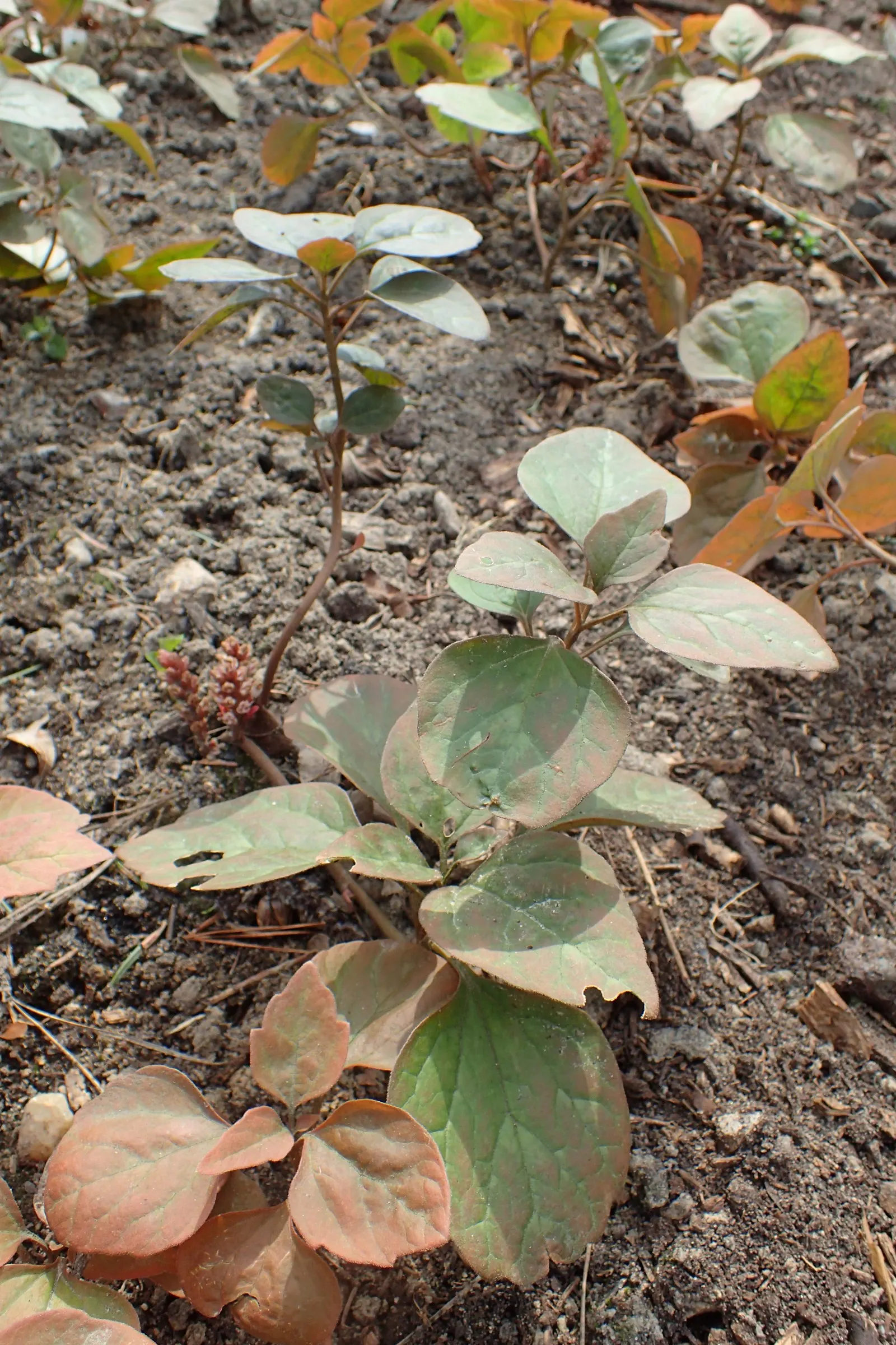Allegheny Spurge (Pachysandra Procumbens) — This low-growing perennial