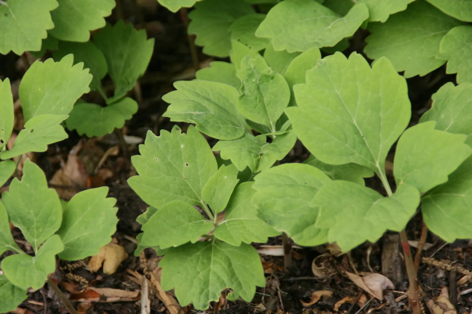 Allegheny Spurge (Pachysandra Procumbens) — <br><br>With a moderate growth rate