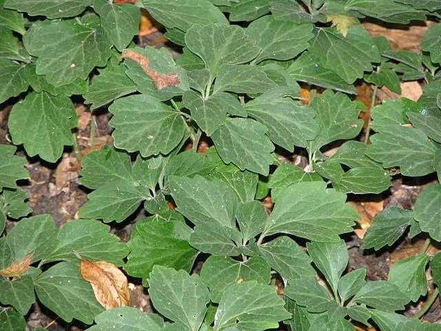Allegheny Spurge (Pachysandra Procumbens) — The blooms emerge on short spikes