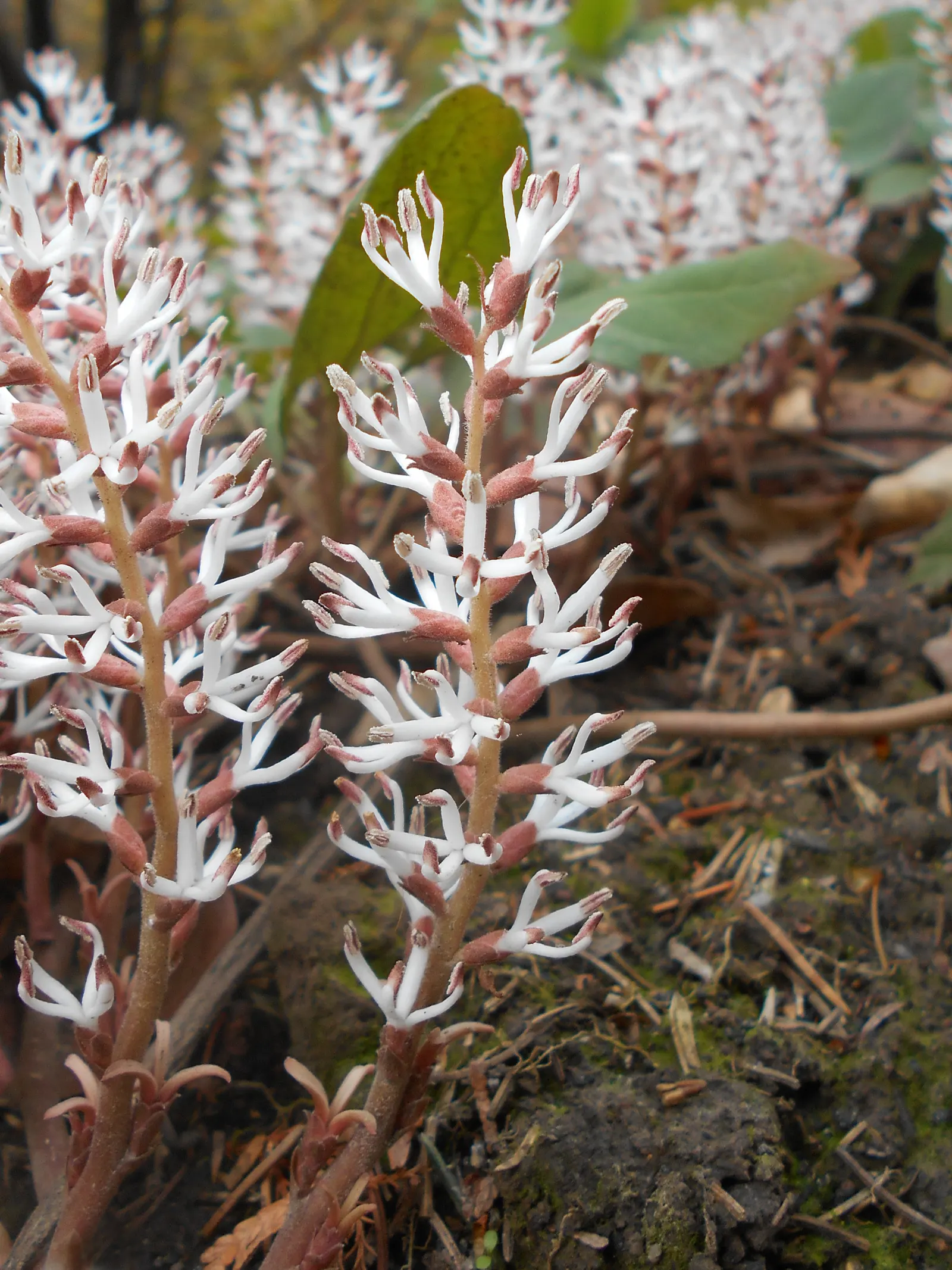 Allegheny Spurge (Pachysandra Procumbens) — providing a visually striking backdrop year-round