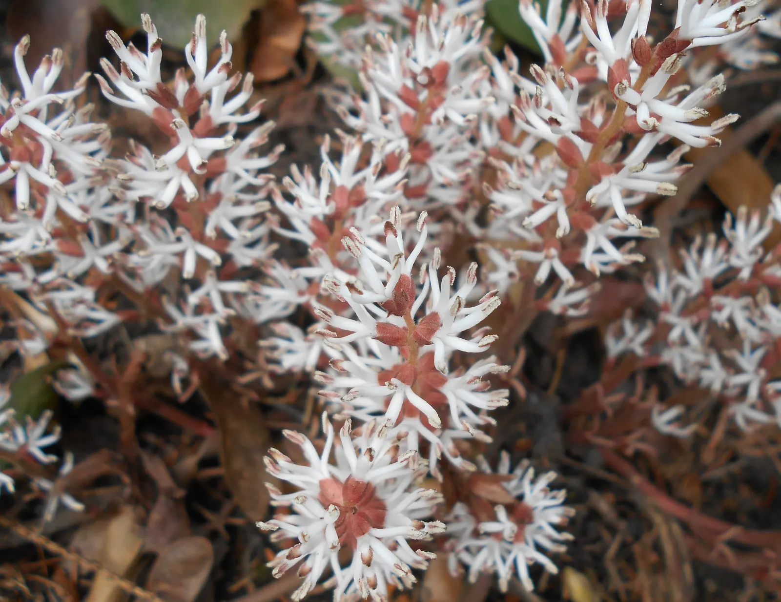 Allegheny Spurge (Pachysandra Procumbens) — Thriving in partial to full shade, it spans up to 12 inches tall, with a spread of 18 to 24 inches; can span 2 to 4