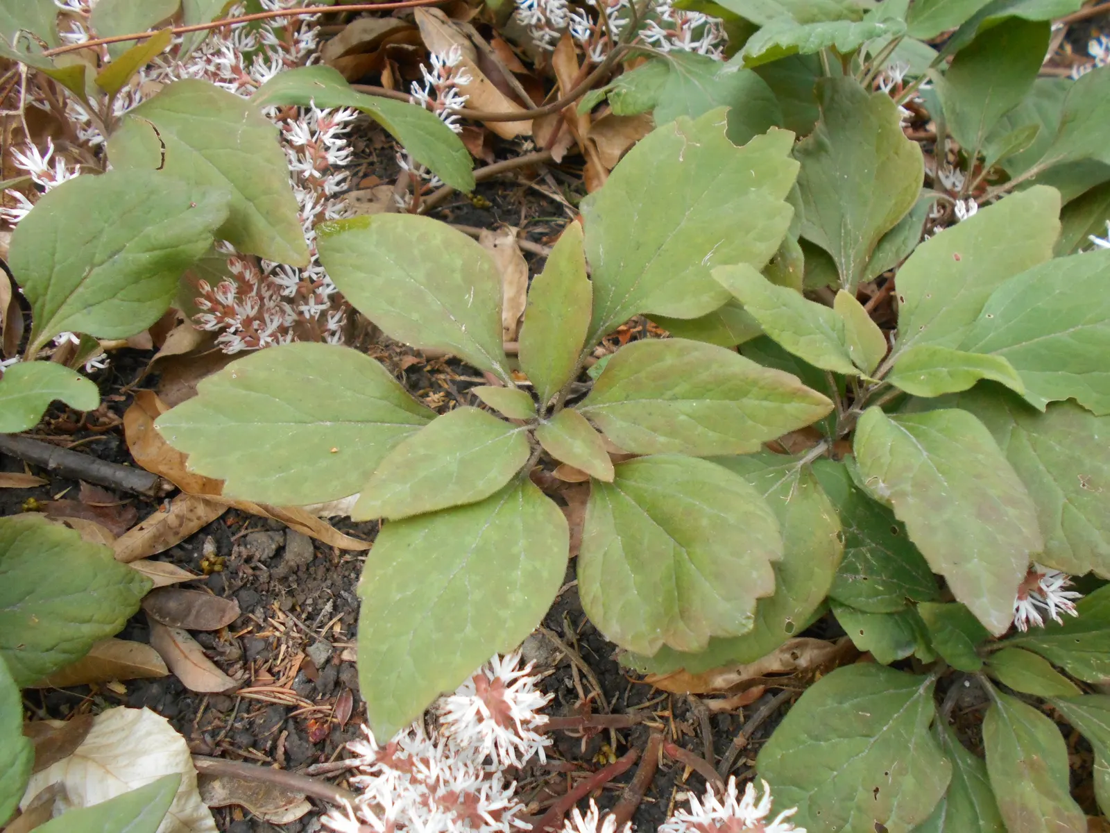 Allegheny Spurge (Pachysandra Procumbens) — ideal for mass plantings under trees
