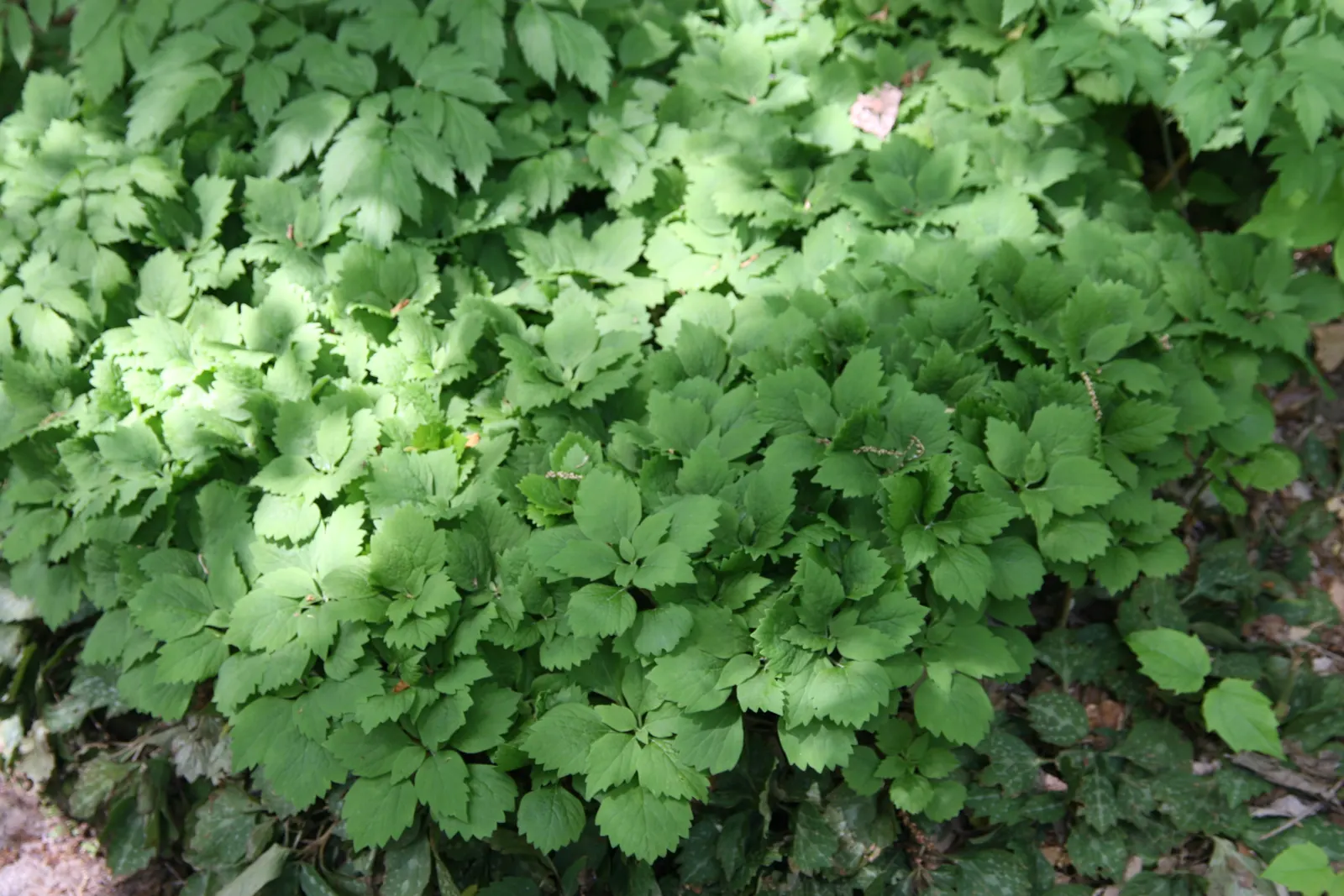 Allegheny Spurge (Pachysandra Procumbens) — reducing the need for frequent weeding and providing effective erosion control on shaded slopes