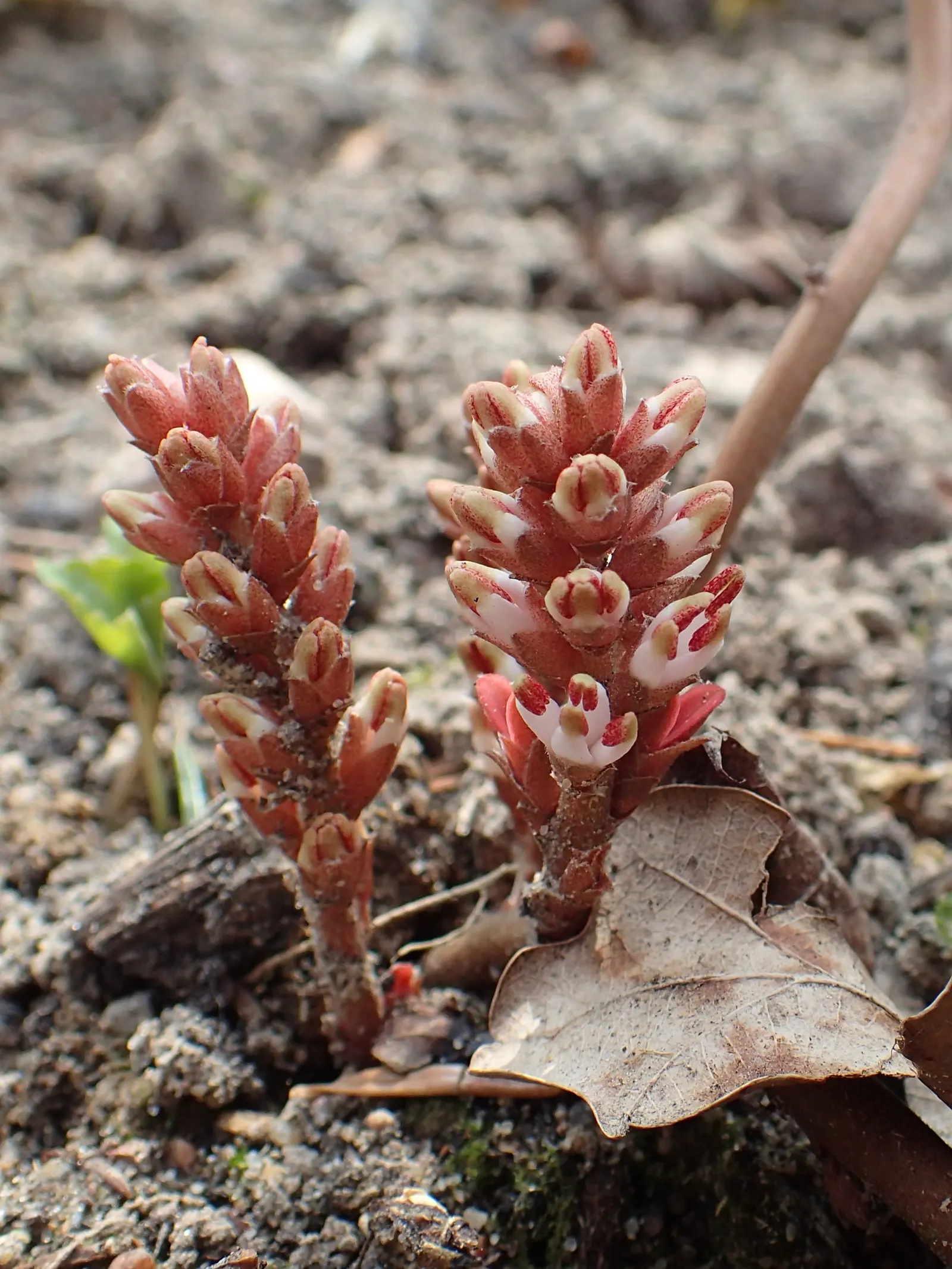 Allegheny Spurge (Pachysandra Procumbens) — typically reaching a height of 6 to 12 inches; pachysandra procumbens thrives in USDA Hardiness Zones 5 through 9