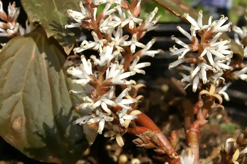 Allegheny Spurge (Pachysandra Procumbens) — This low-maintenance plant boasts mottled leaves and fragrant white flowers in spring; and offer an early nectar