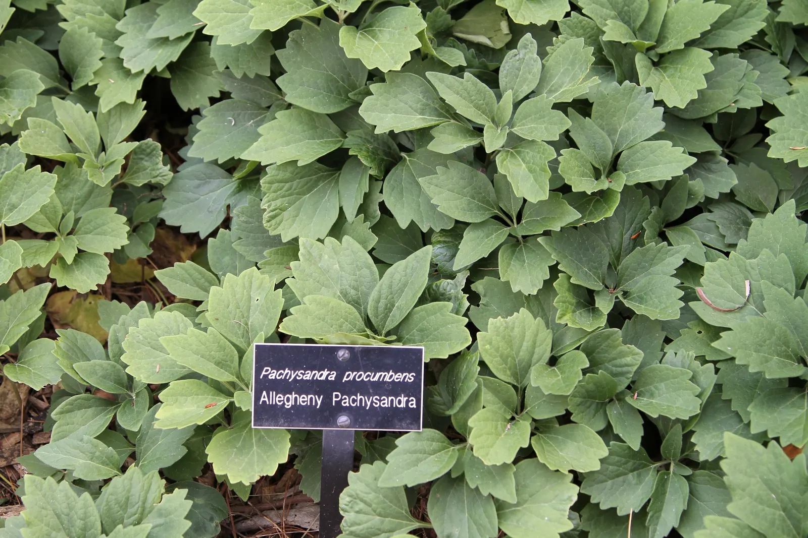 Allegheny Spurge (Pachysandra Procumbens) — This low-growing perennial; <br><br>Blooming in early spring