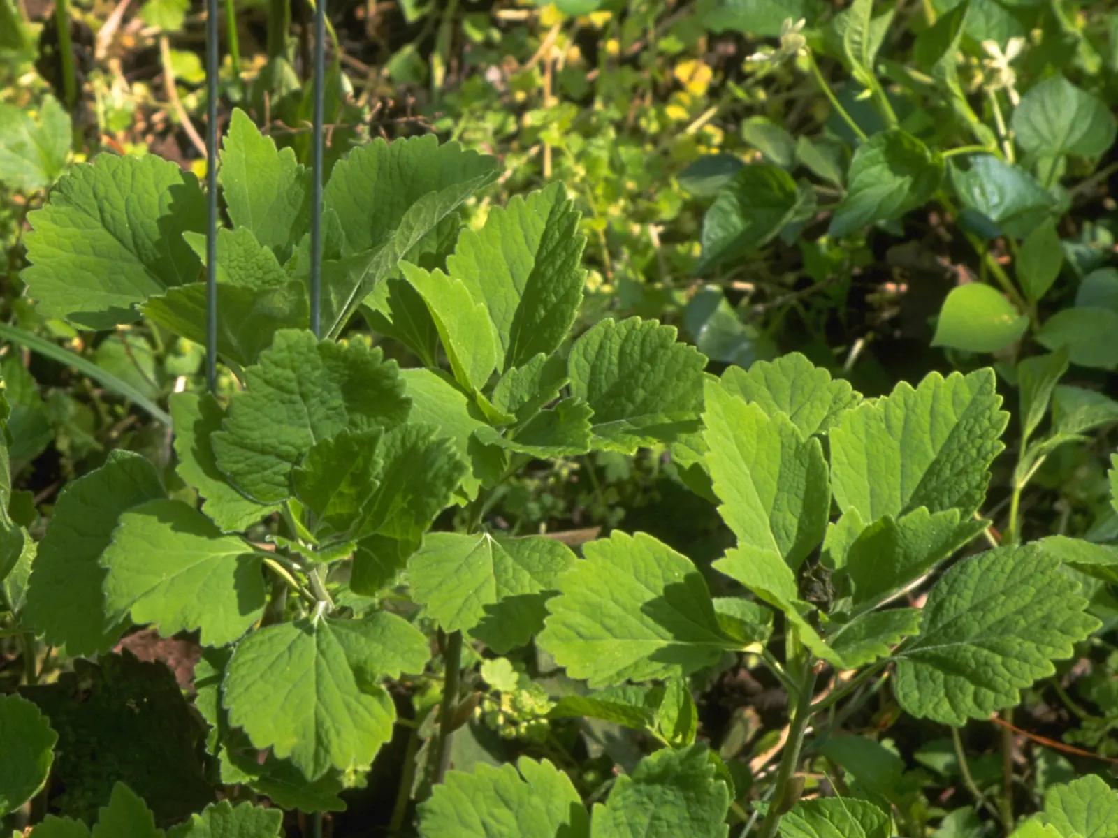 Allegheny Spurge (Pachysandra Procumbens) — ground cover with white blooms
