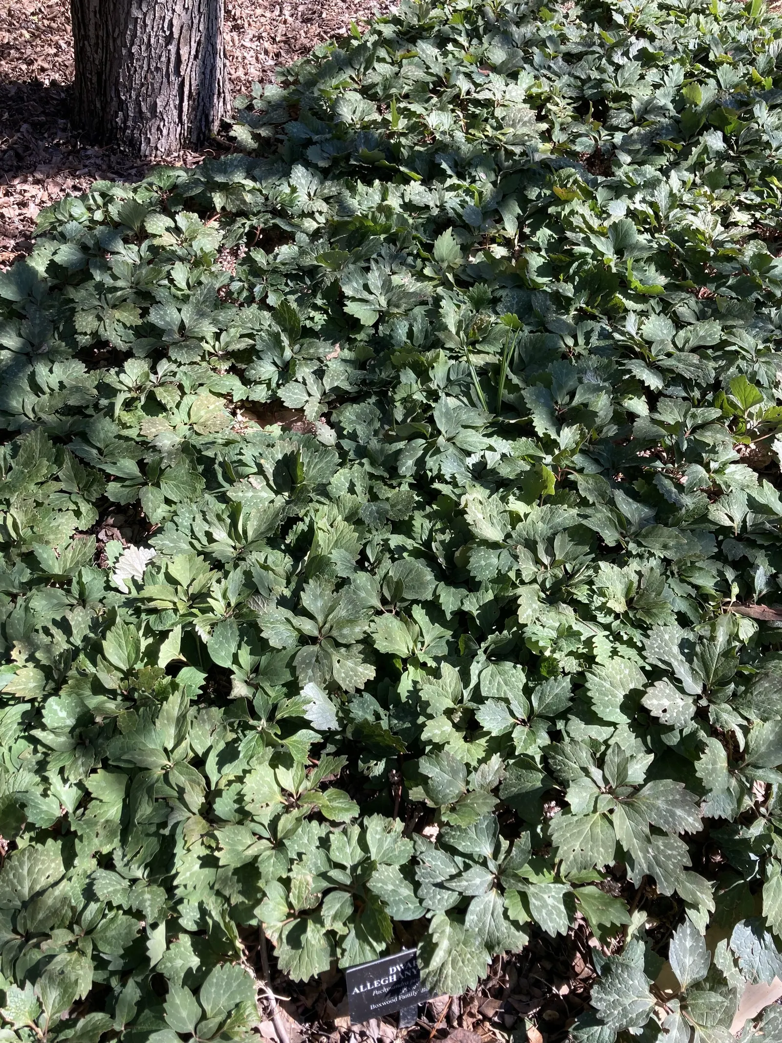 Allegheny Spurge (Pachysandra Procumbens) — typically reaching a height of 6 to 12 inches
