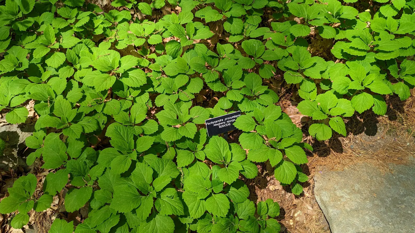 Allegheny Spurge (Pachysandra Procumbens) — It prefers moist, well-drained soil and is hardy in zones 5 to 9