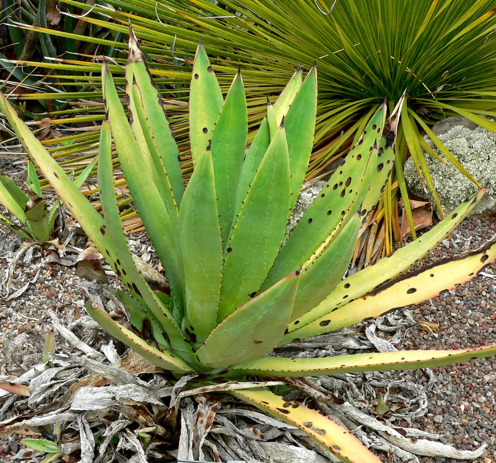Murphy's Agave (Agave Murpheyi) — This drought-tolerant plant produces a towering flower stalk