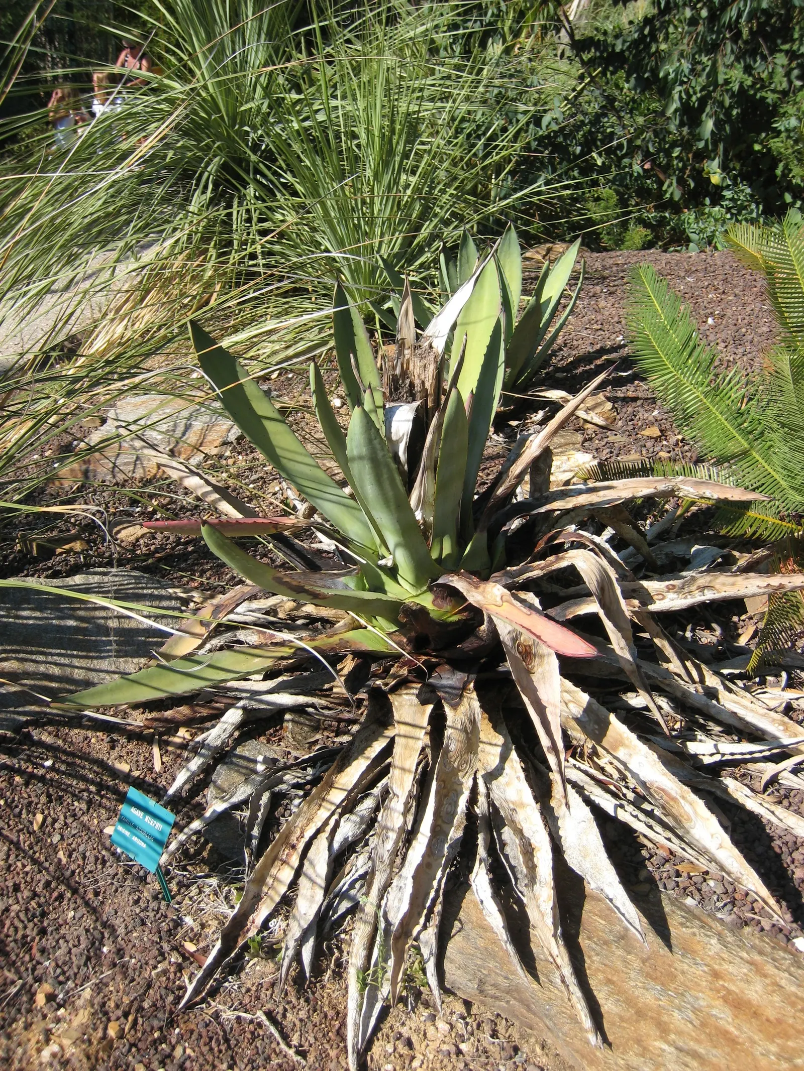 Murphy's Agave (Agave Murpheyi) — reaching up to 16 feet tall