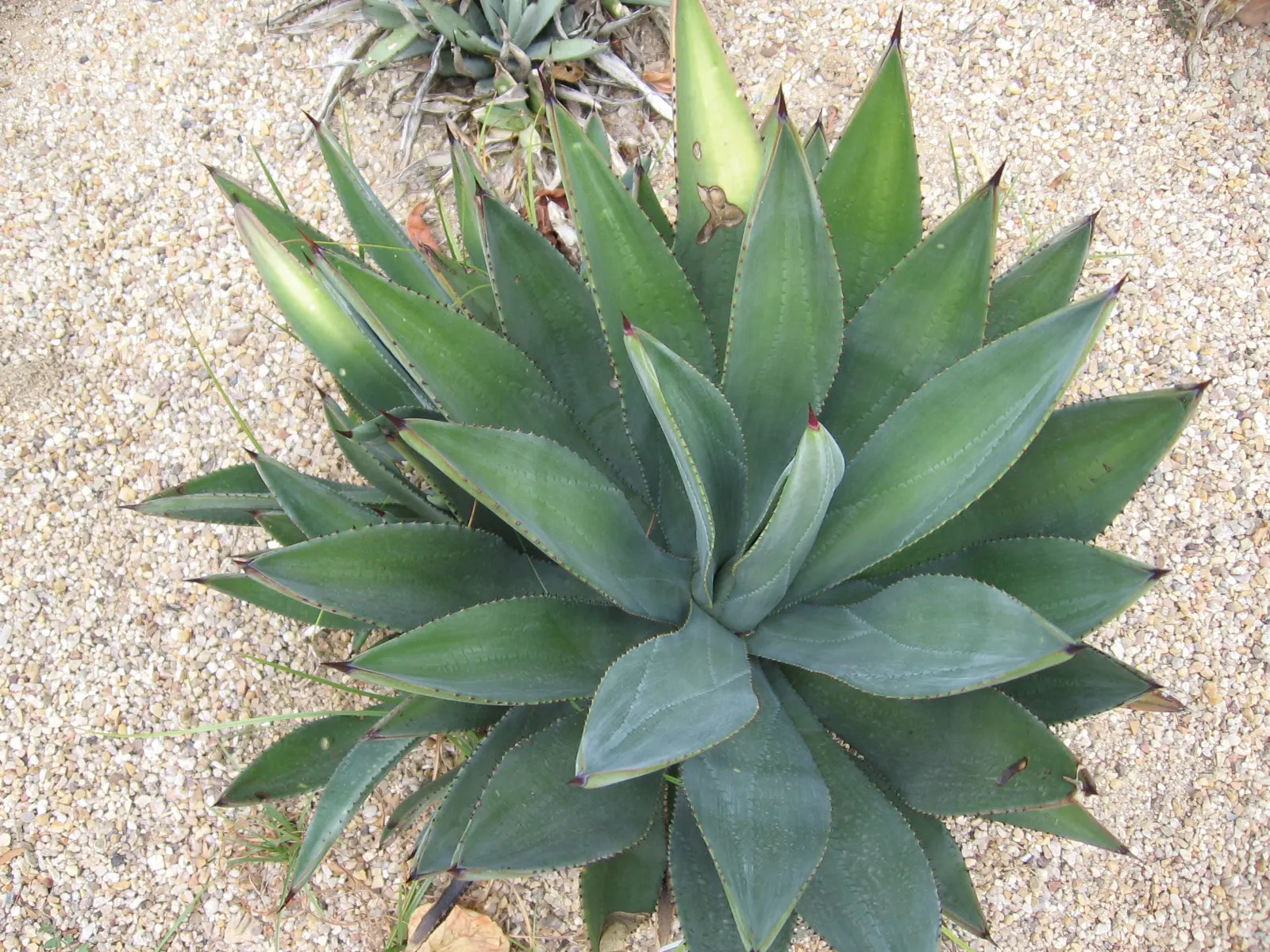 Murphy's Agave (Agave Murpheyi) — Agave murpheyi, commonly known as Murphy's Agave, is a striking succulent native to Arizona