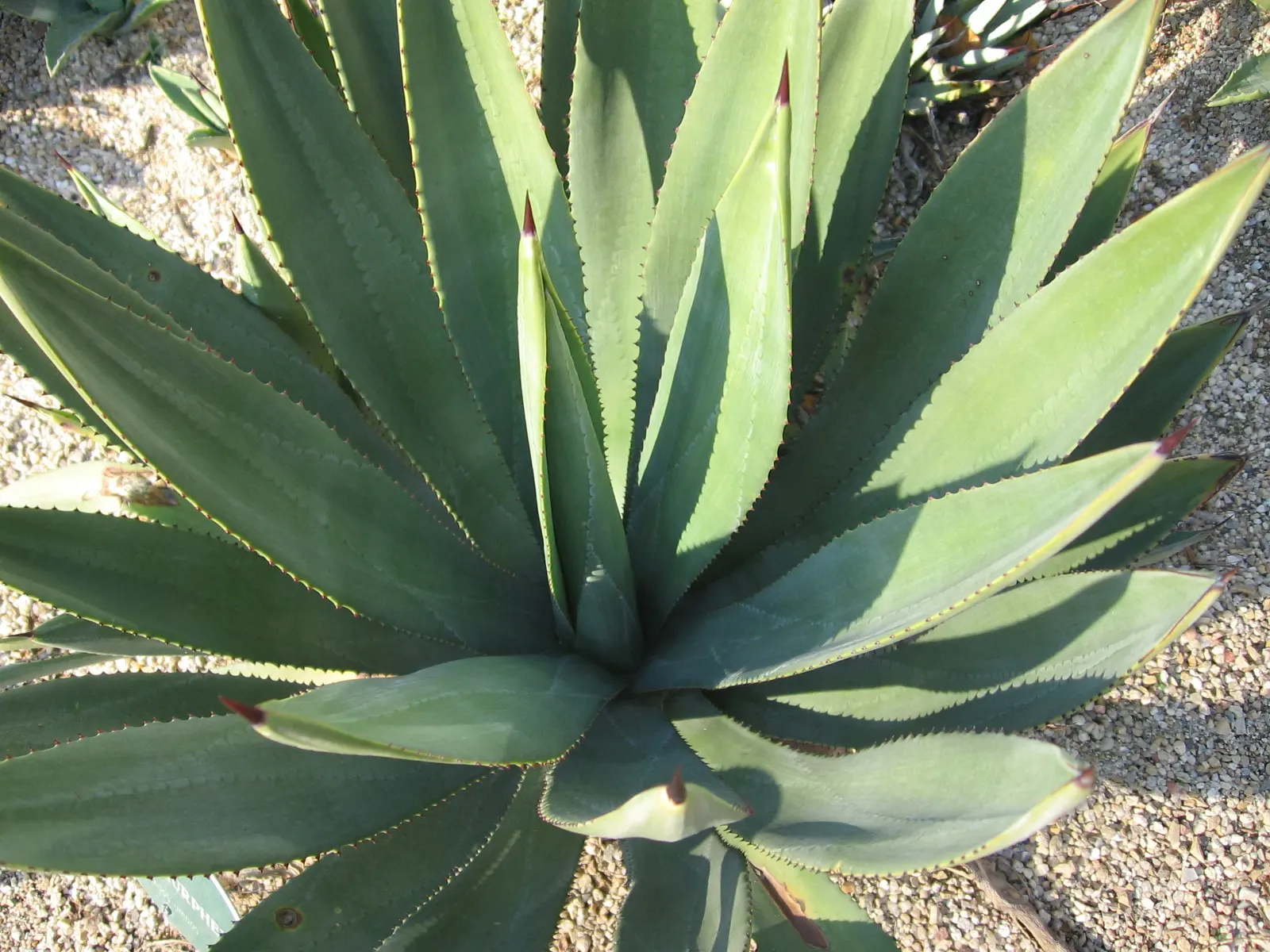 Murphy's Agave (Agave Murpheyi) — It features a rosette of blue-green leaves with strong spines, spanning up to 3 feet across