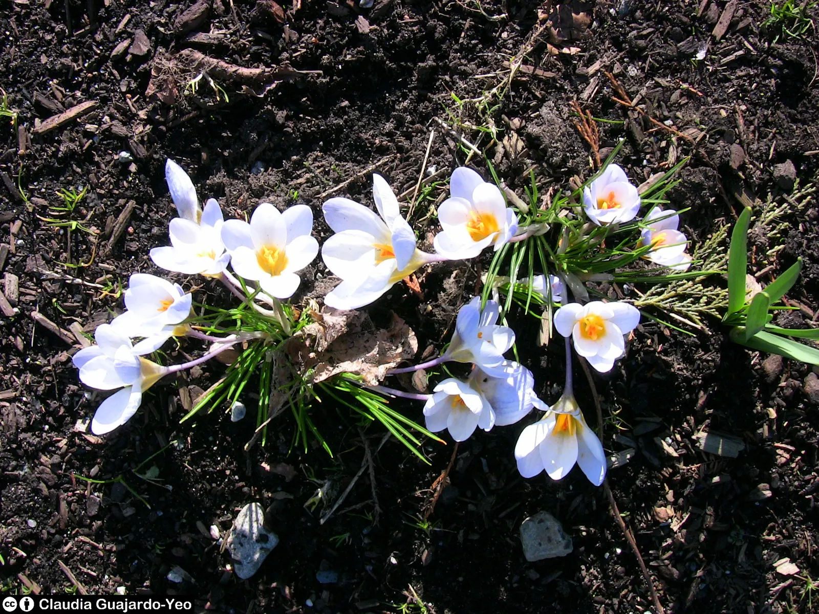 Blue Pearl Snow Crocus (Crocus Chrysanthus 'Blue Pearl') — The 'Blue Pearl' Snow Crocus, a Crocus chrysanthus variety, graces gardens with its early spring