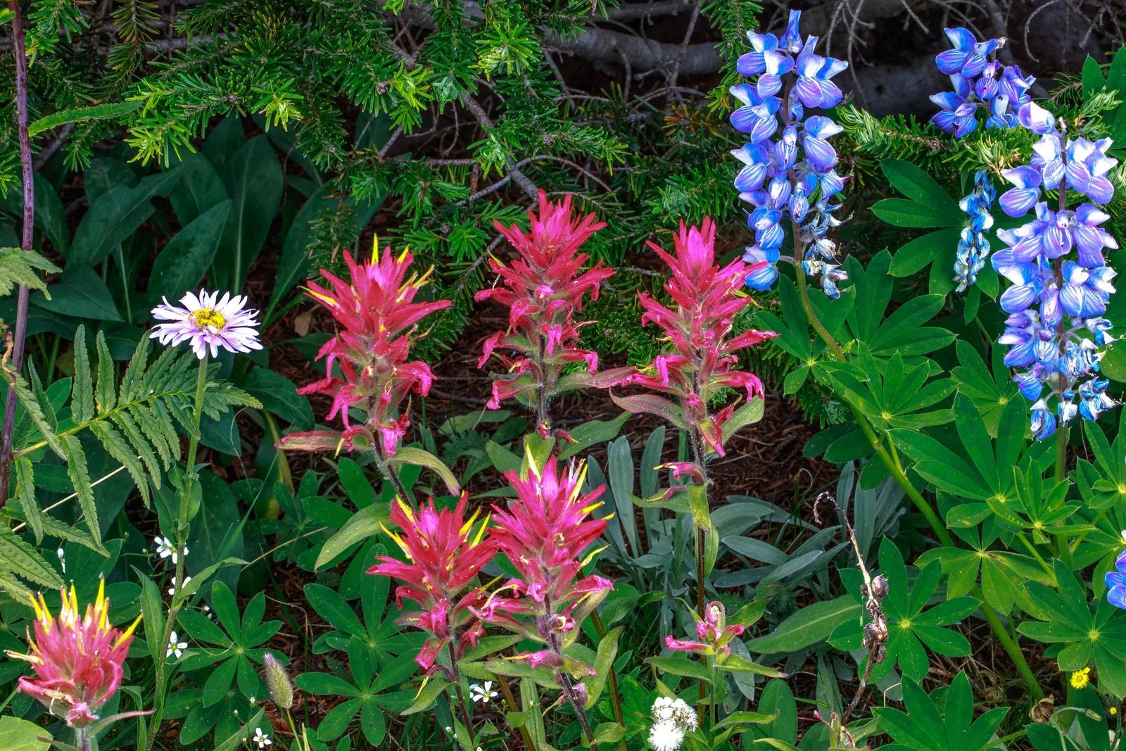Wild Lupine (Lupinus Perennis) — It is well adapted to sandy or well-drained soils with a slight acidity, ideal pH ranging from 6.0 to 7.0; making, image 51