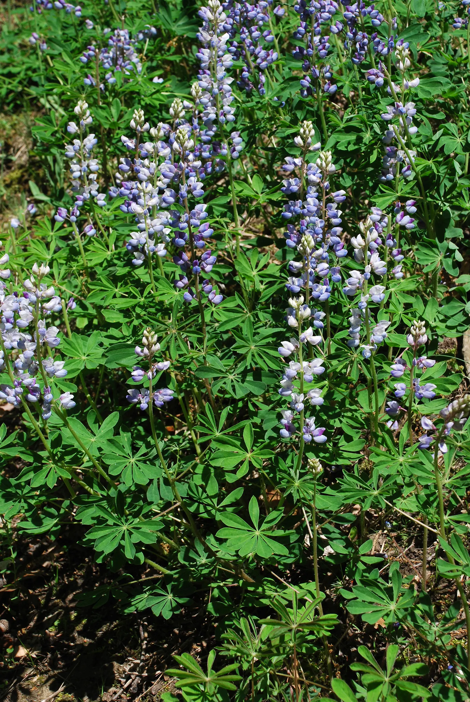 Wild Lupine (Lupinus Perennis) — It thrives in USDA Zones 3 to 8, reaching 1 to 2 feet in height, with a spread of up to 1.5 feet; it is well, image 42