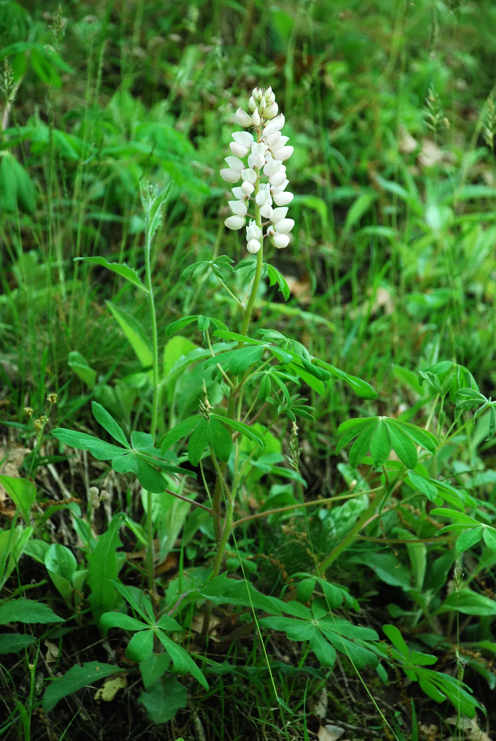 Wild Lupine (Lupinus Perennis) — purple flowers in the garden; this sun-loving legume prefers well-drained
