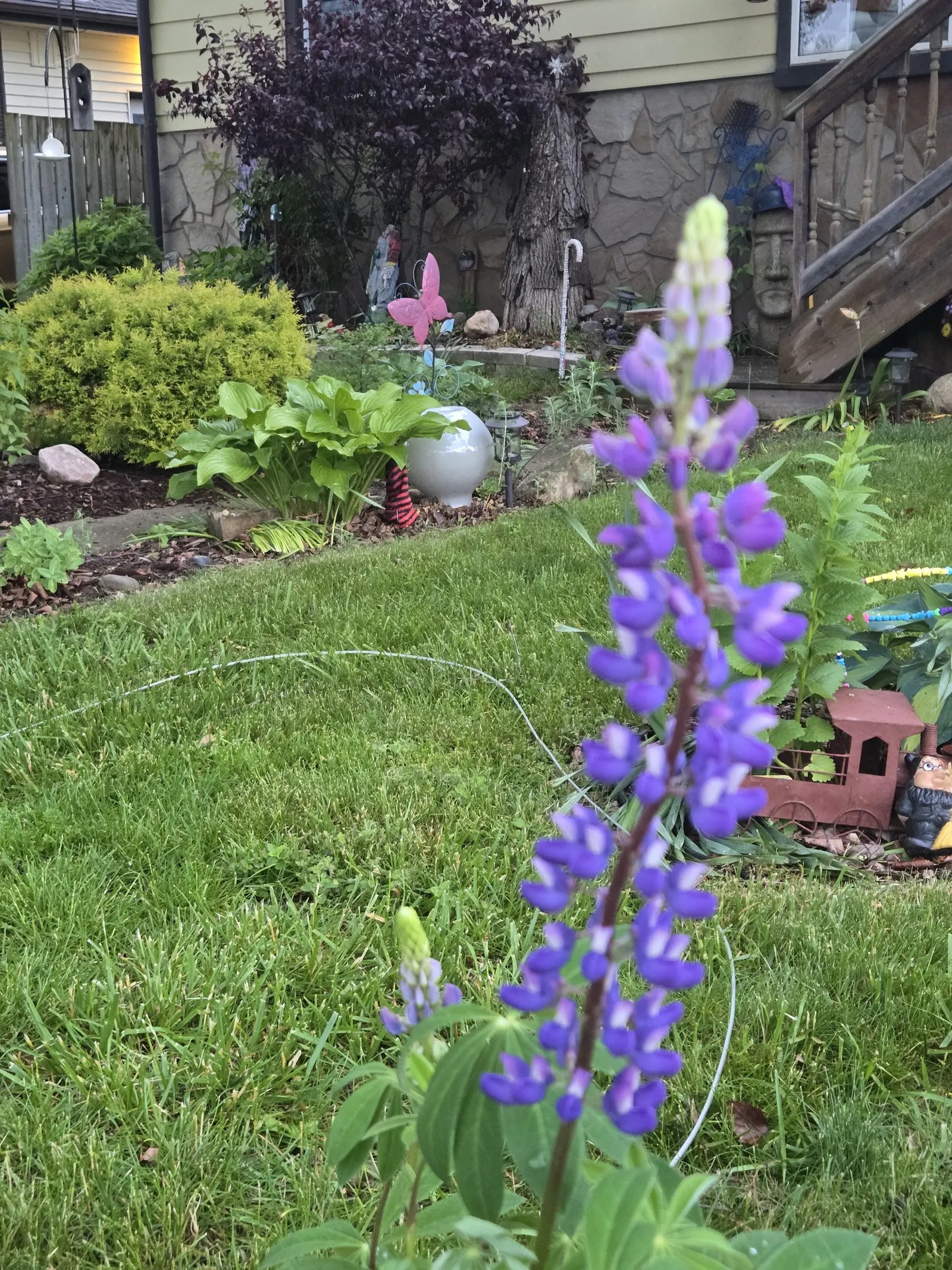 Wild Lupine (Lupinus Perennis) — perennial with purple blooms; wild Lupine prefers full sun to partial shade, image 99