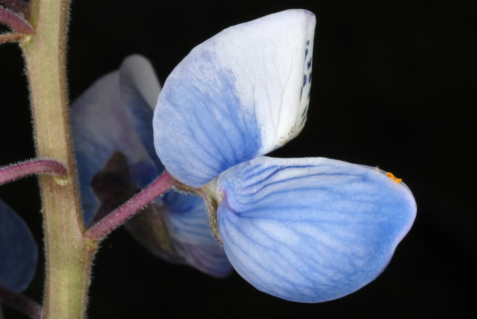 Wild Lupine (Lupinus Perennis) — perennial for full; so careful initial placement is a must, image 80