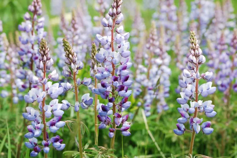 Wild Lupine (Lupinus Perennis) — its deep taproot system allows it to tolerate poor soils and also makes it less suitable for transplanting, image 96