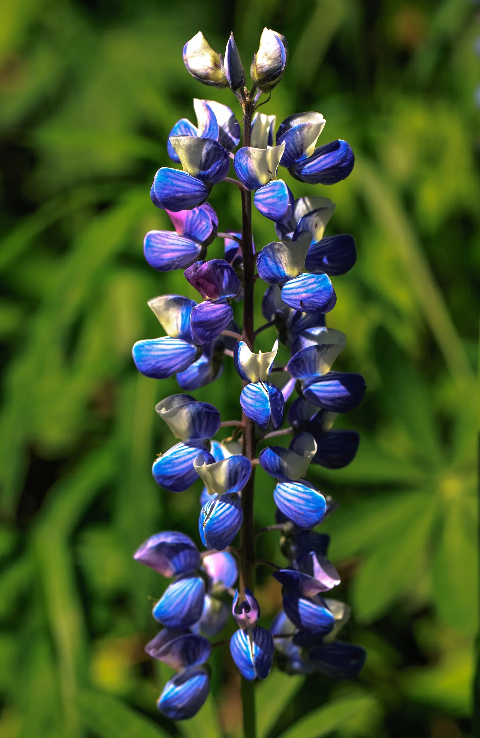 Wild Lupine (Lupinus Perennis) — making it an invaluable species for biodiversity in your garden; adding a layer of mulch around the base can help keep the