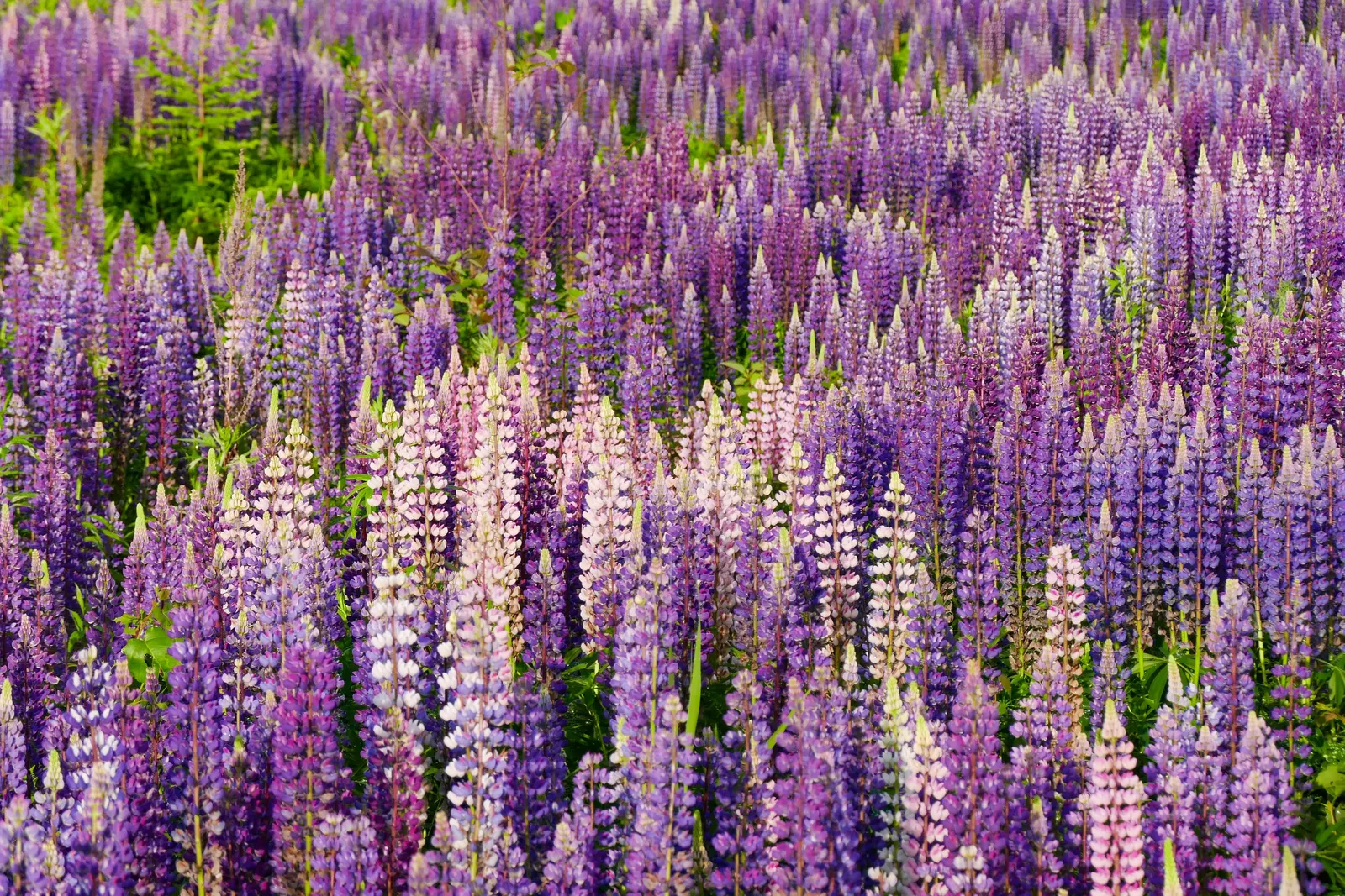 Wild Lupine (Lupinus Perennis) — scientifically termed Lupinus perennis; blooms appear from late spring to early summer, image 67