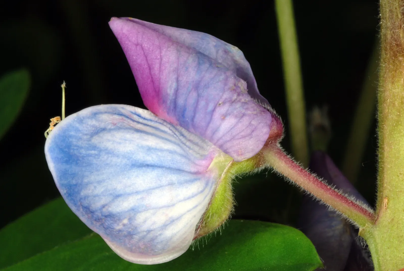 Wild Lupine (Lupinus Perennis) — It is well adapted to sandy or well-drained soils with a slight acidity, ideal pH ranging from 6.0 to 7.0; making it an