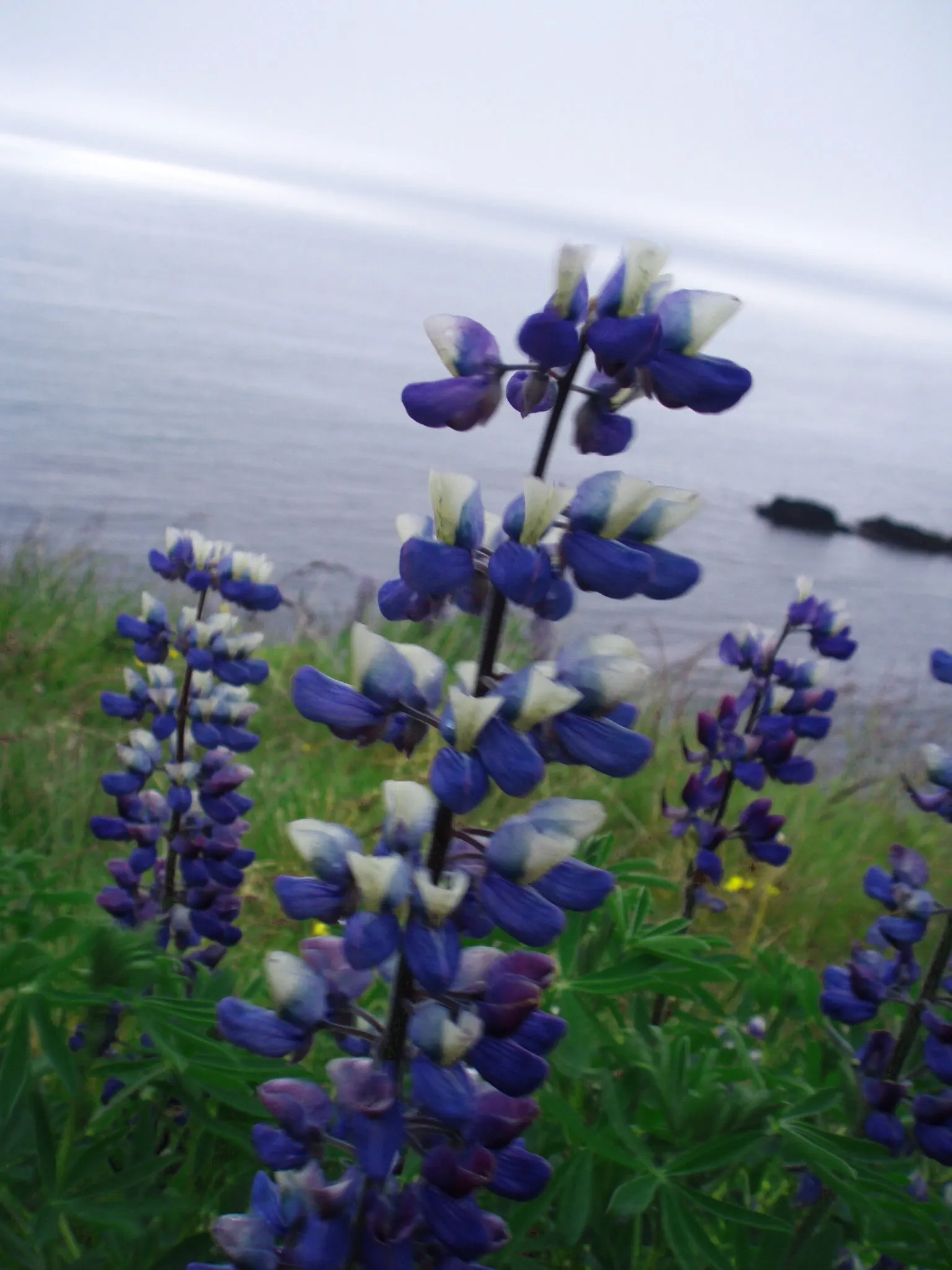 Wild Lupine (Lupinus Perennis) — perennial for full; so careful initial placement is a must, image 100