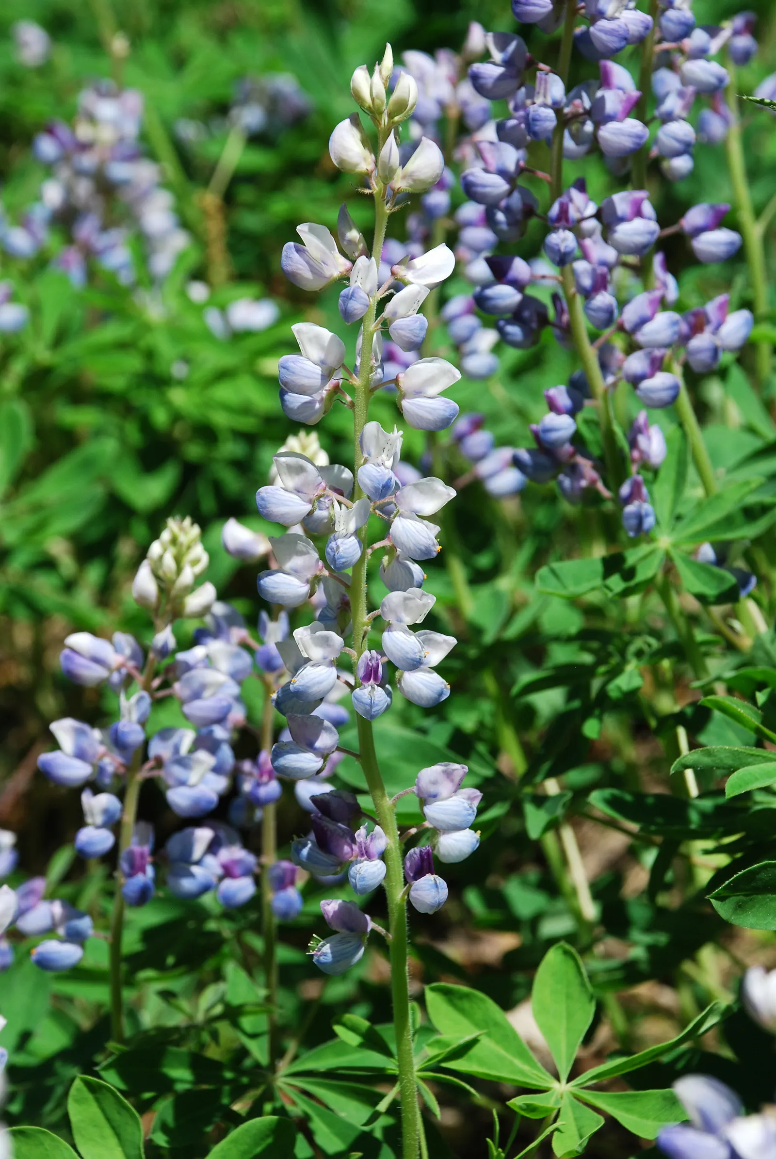 Wild Lupine (Lupinus Perennis) — so careful initial placement is a must; its deep taproot system allows it to tolerate poor soils and also makes it, image 77