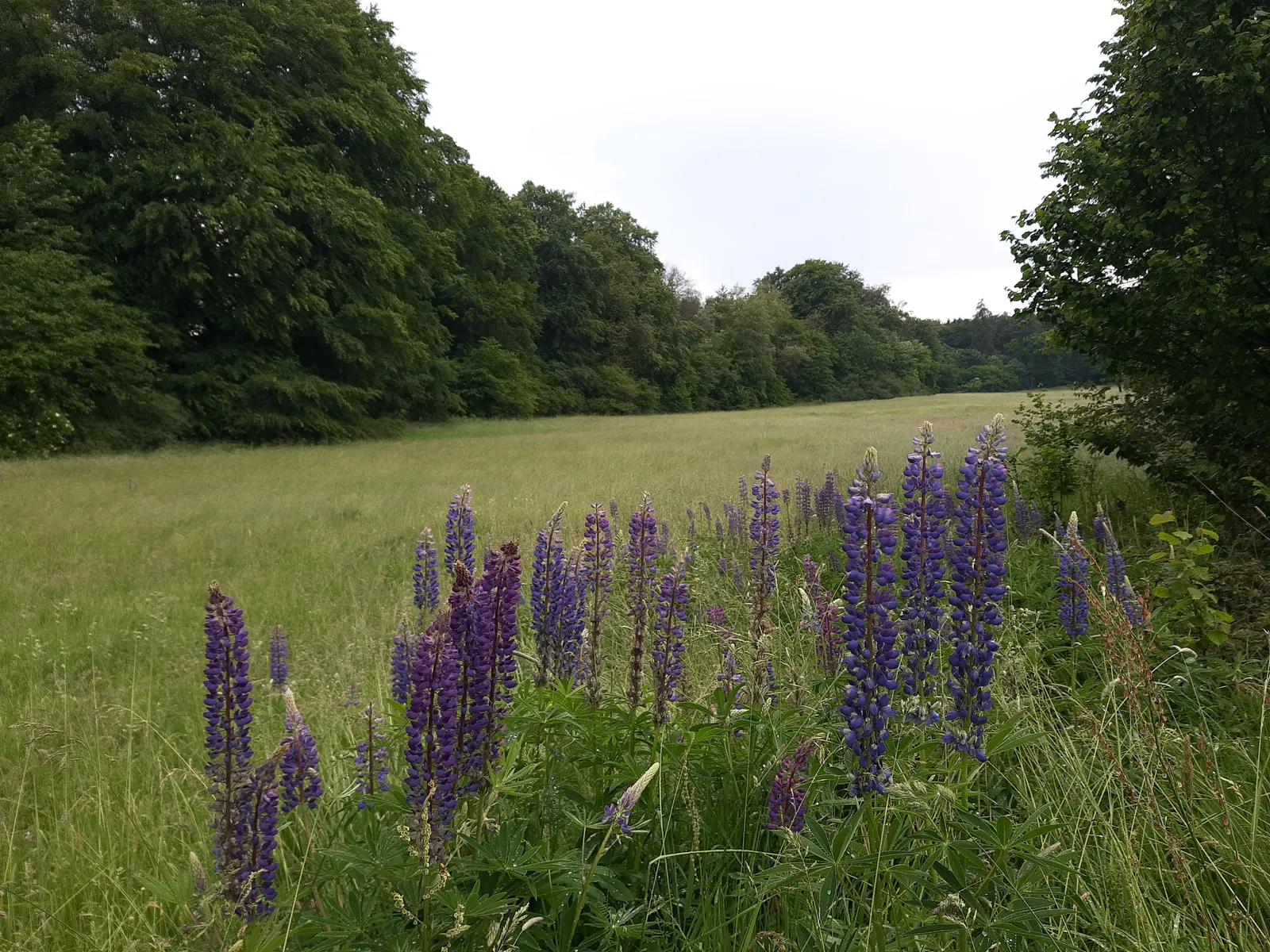 Wild Lupine (Lupinus Perennis) — purple flowers in the garden