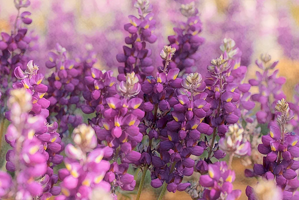 Wild Lupine (Lupinus Perennis) — Ideal for wildflower gardens, it attracts pollinators like bees and butterflies; while it is drought tolerant once, image 85