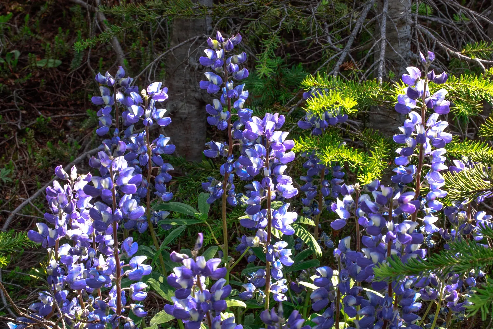 Wild Lupine (Lupinus Perennis) — Lupinus perennis features palmate leaves composed of 8 to 10 leaflets radiating from a central point; perennial for full