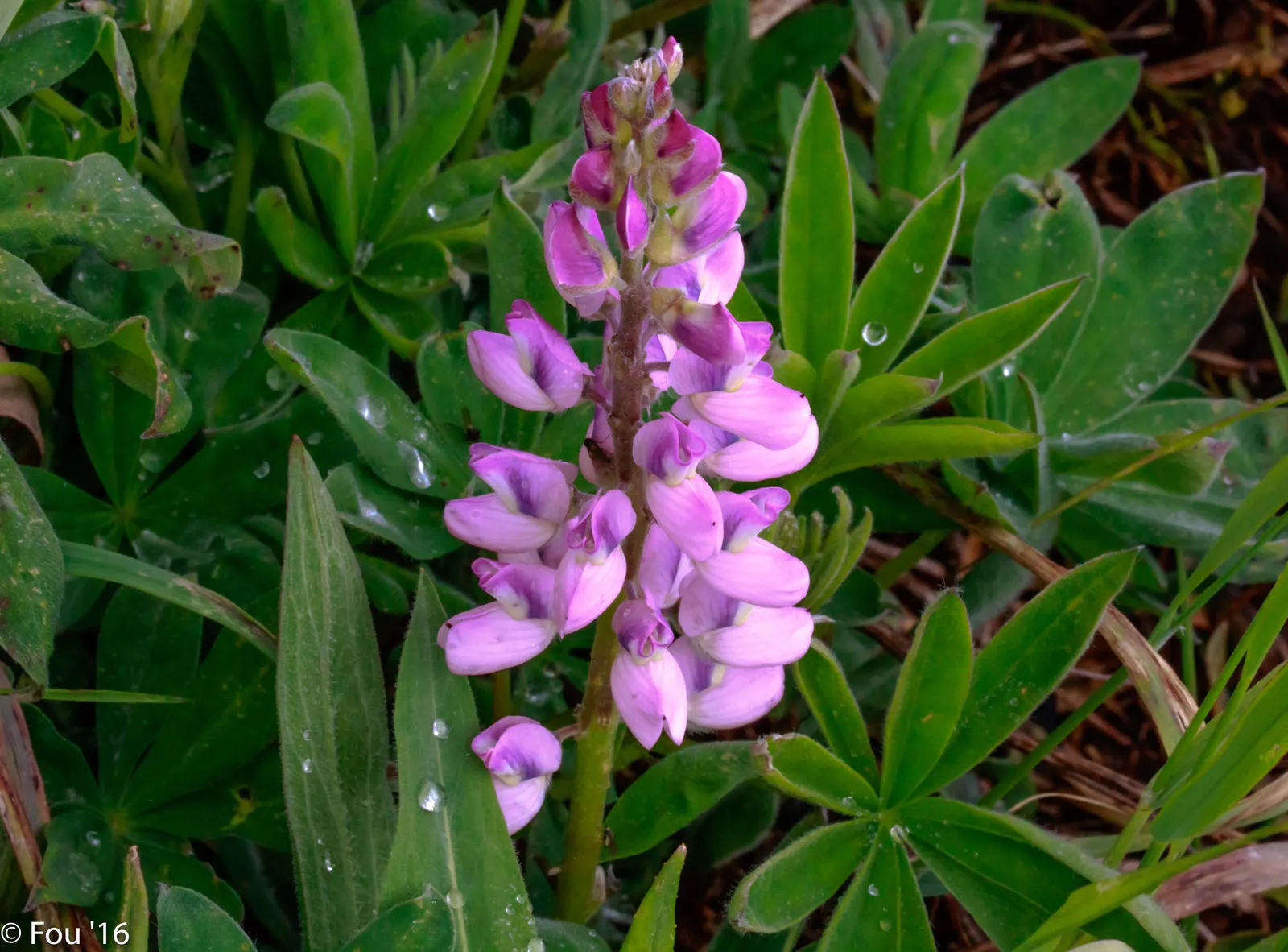 Wild Lupine (Lupinus Perennis) — Adding a layer of mulch around the base can help keep the soil moist and cool; it thrives in USDA Zones 3 to 8, image 55