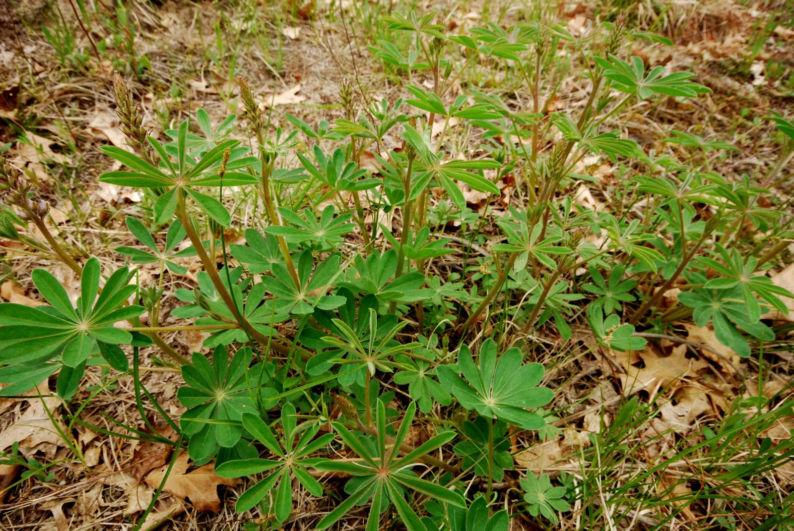 Wild Lupine (Lupinus Perennis) — its deep taproot system allows it to tolerate poor soils and also makes it less suitable for transplanting