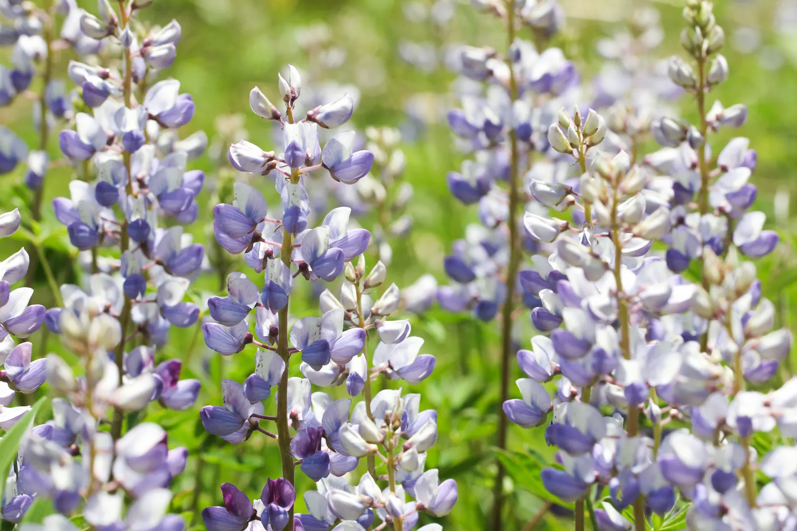 Wild Lupine (Lupinus Perennis) — Wild Lupine prefers full sun to partial shade