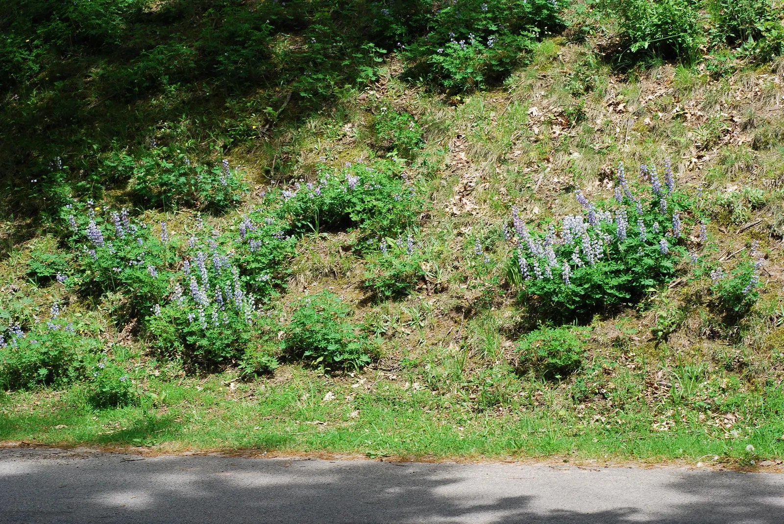 Wild Lupine (Lupinus Perennis) — While it is drought tolerant once established; the Wild Lupine (Lupinus perennis) is a perennial native boasting, image 72